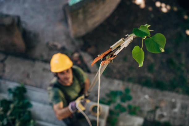 Tree Branch Trimming in Darby, PA